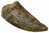 Serrated Raptor Tooth - Real Dinosaur Tooth #353381-1